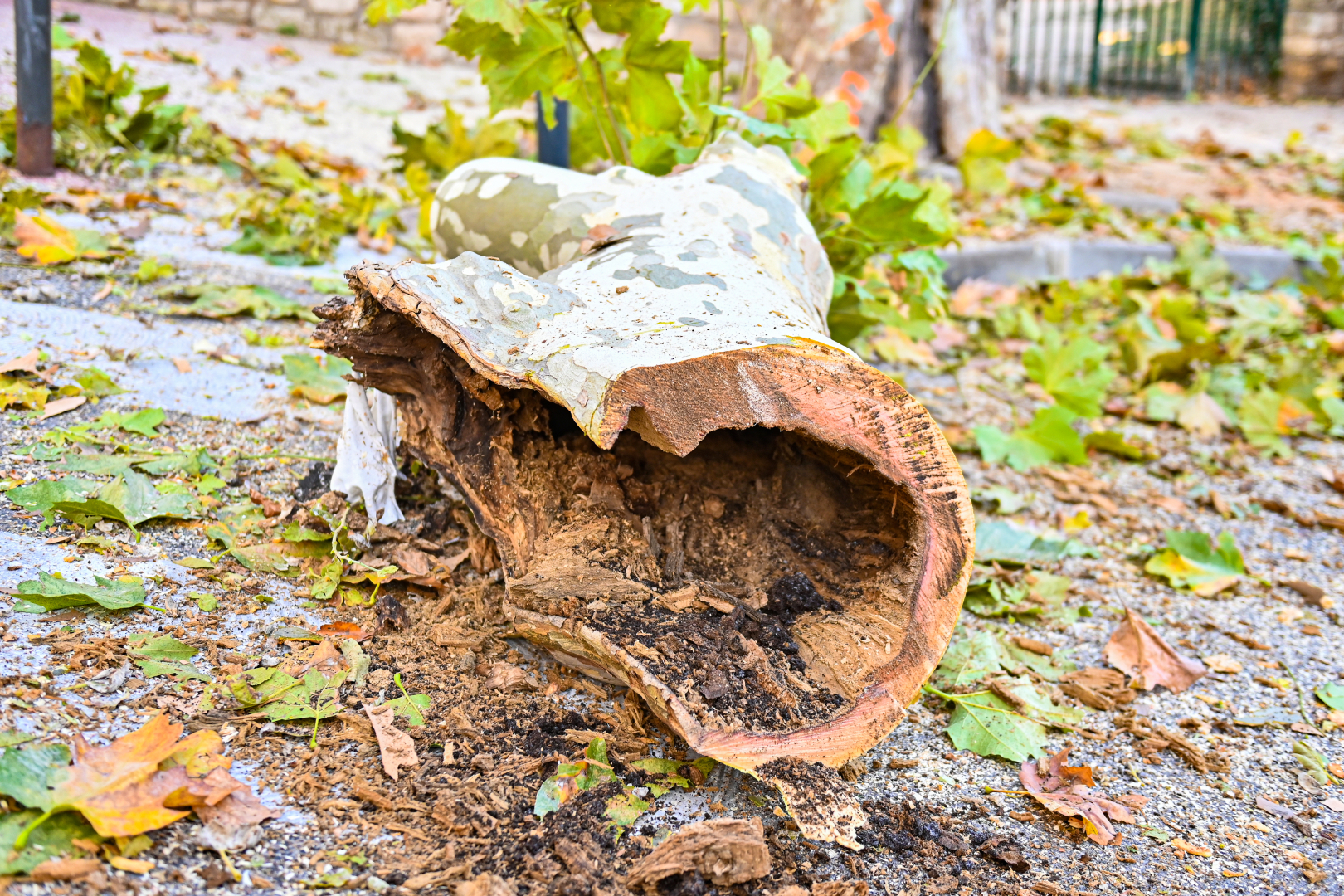 Tronçons de platane creux, rongé par le phellin. 