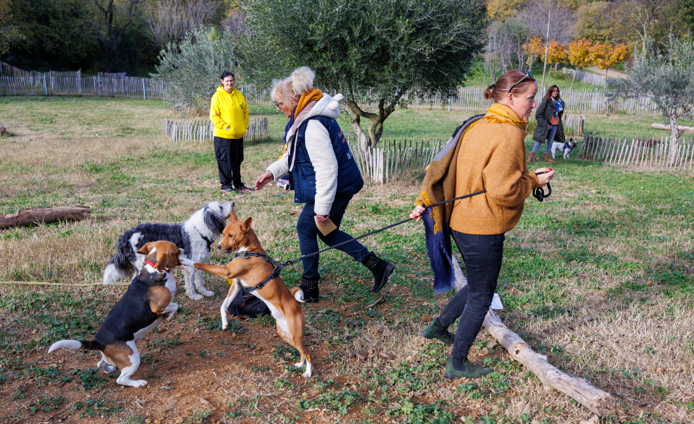 cours d'éducation canine