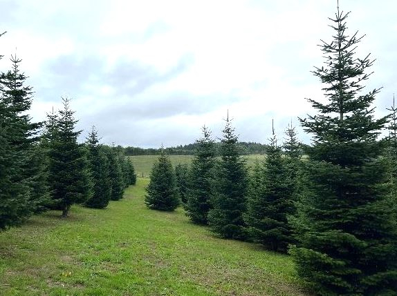 Vue d'une parcelle de sapins