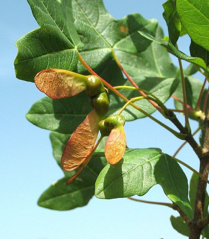 Feuilles d'érable de Montpellier