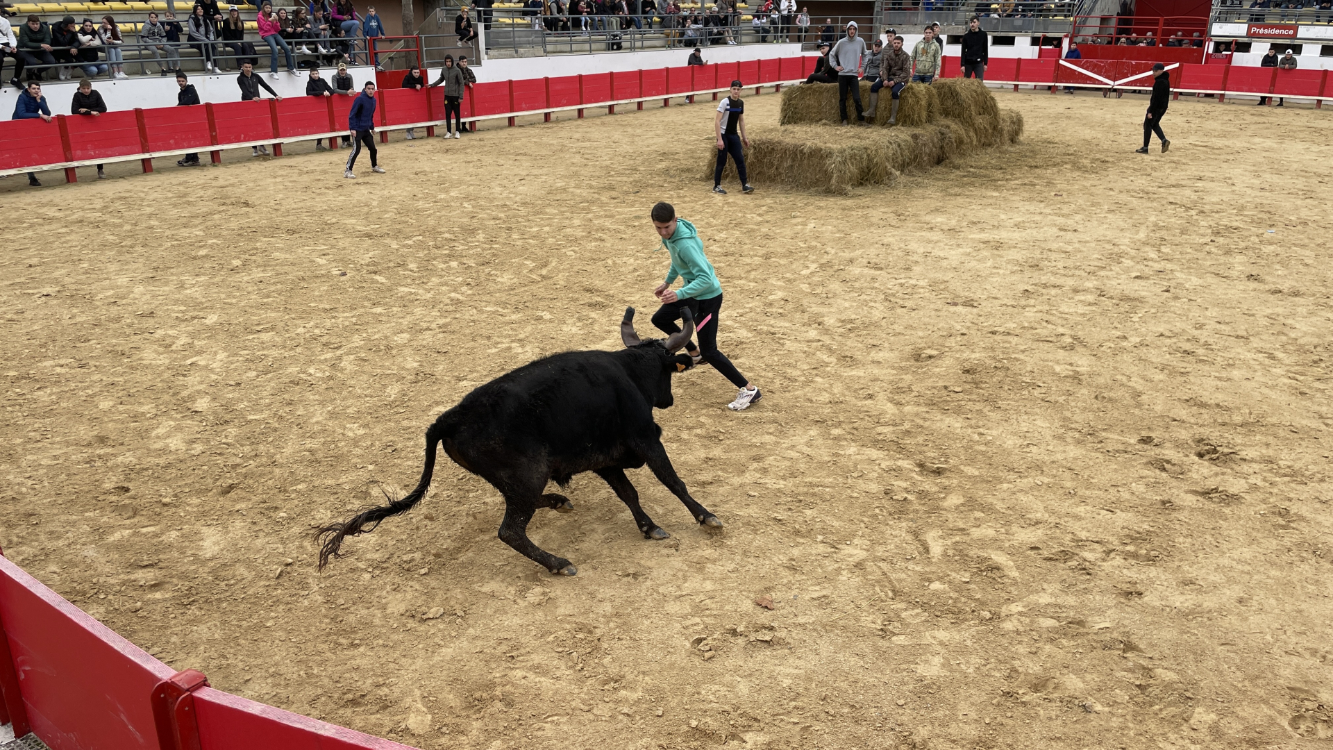 Taureau paille
