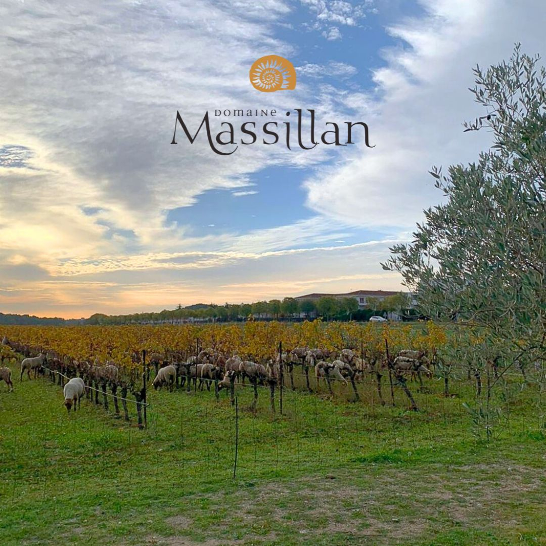 Visuel des vignes avec des troupeaux de moutons au Domaine