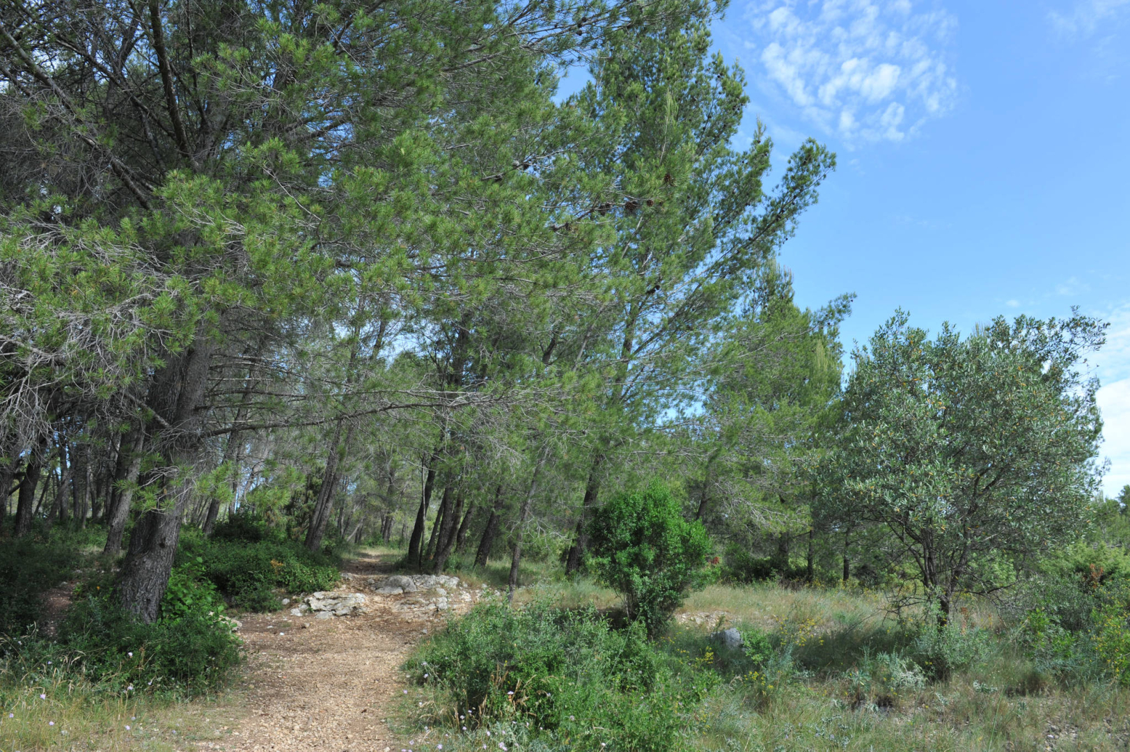 forêt