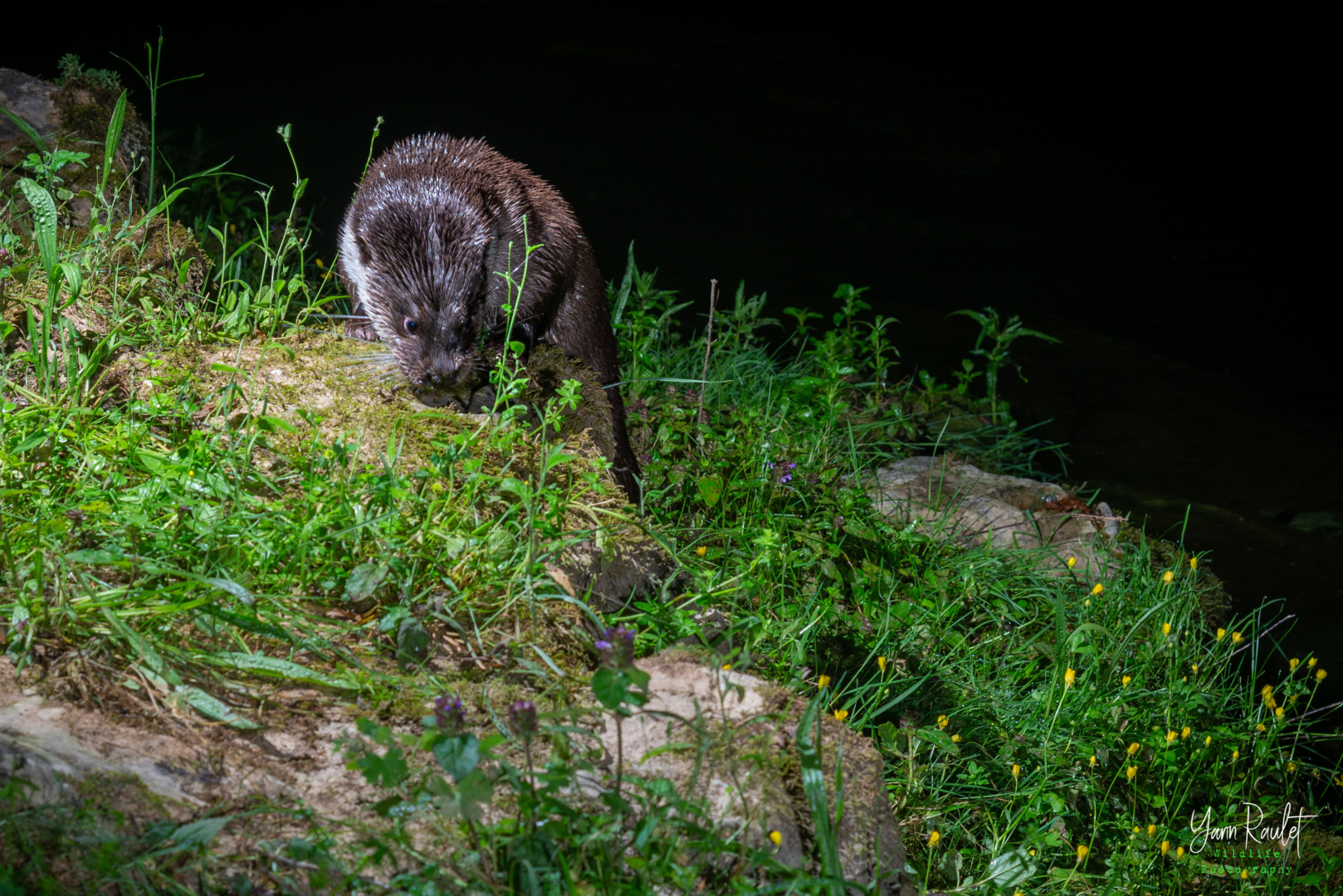 photo loutre