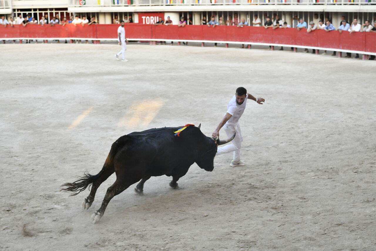 le raseteur et le taureau dans l'arène 