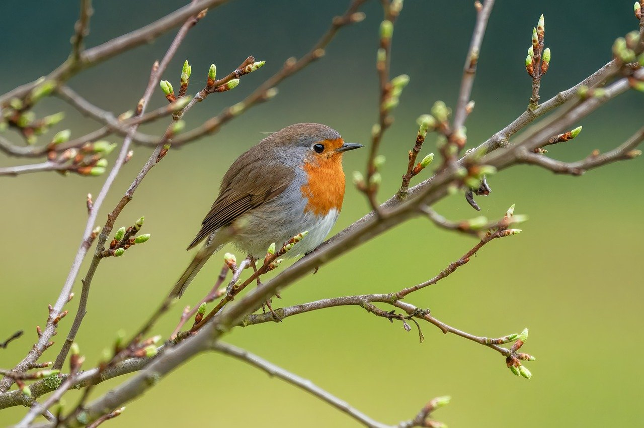 un oiseau