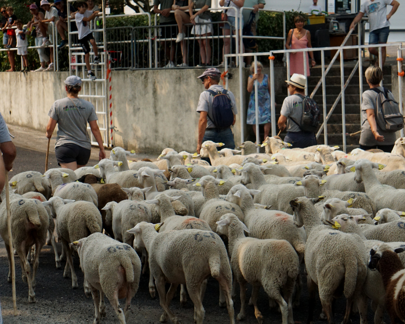 Transhumance des moutons