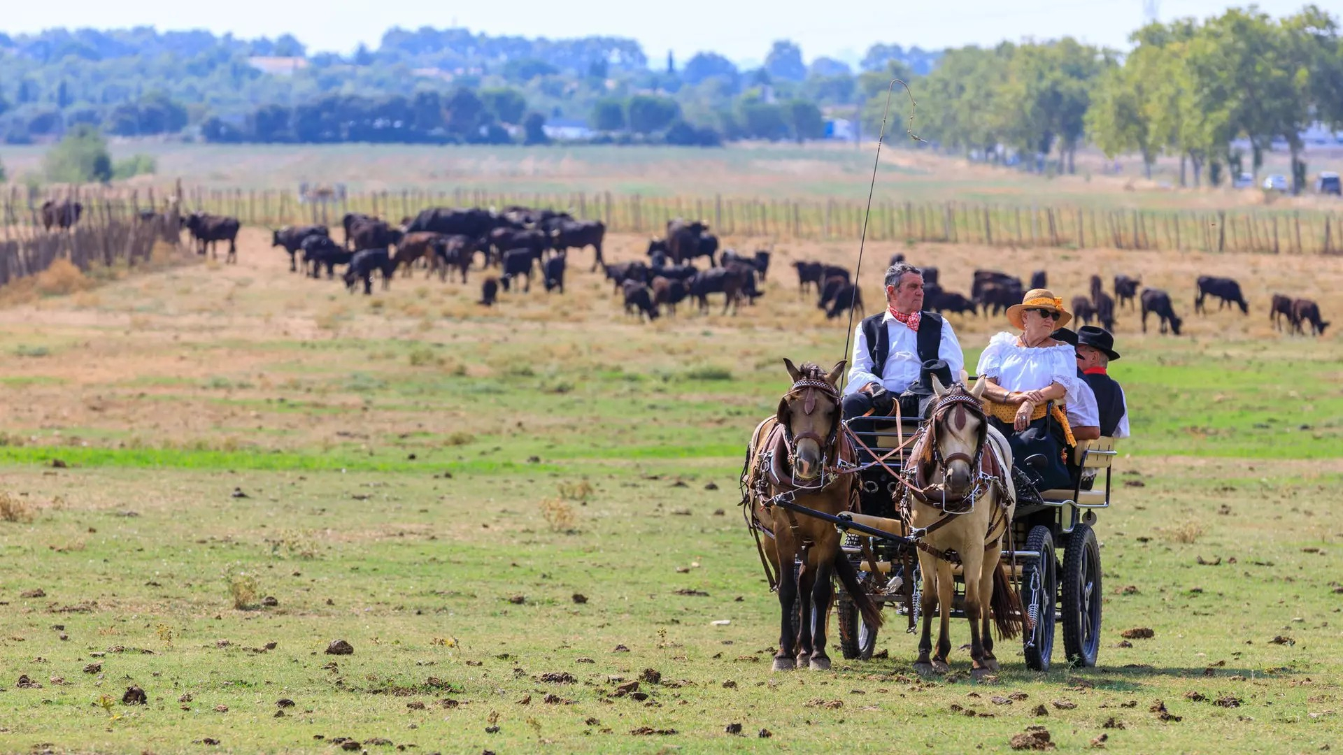 une cariole avec des personnes en costume d'&eacute;poque au milieu d'un pr&eacute; avec des taureaux