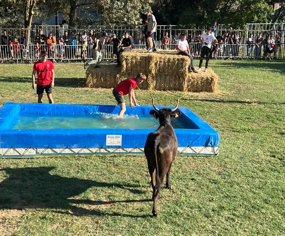 Toro piscine sur l'herbe