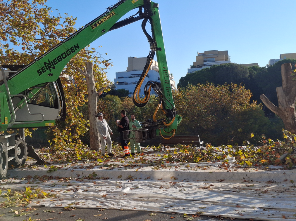 chantier abattage platanes 2024