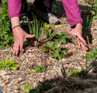 potager