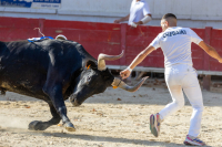 un taureau et un raseteur dans l'arène 