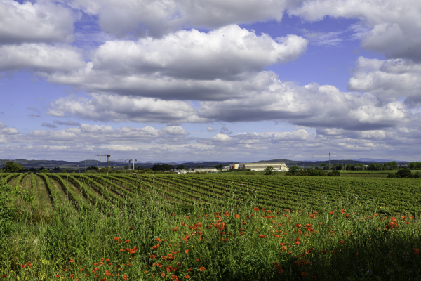 campagne vignes 
