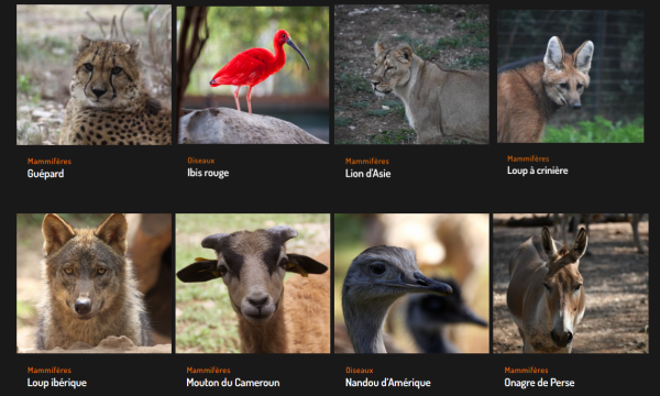 Zoo